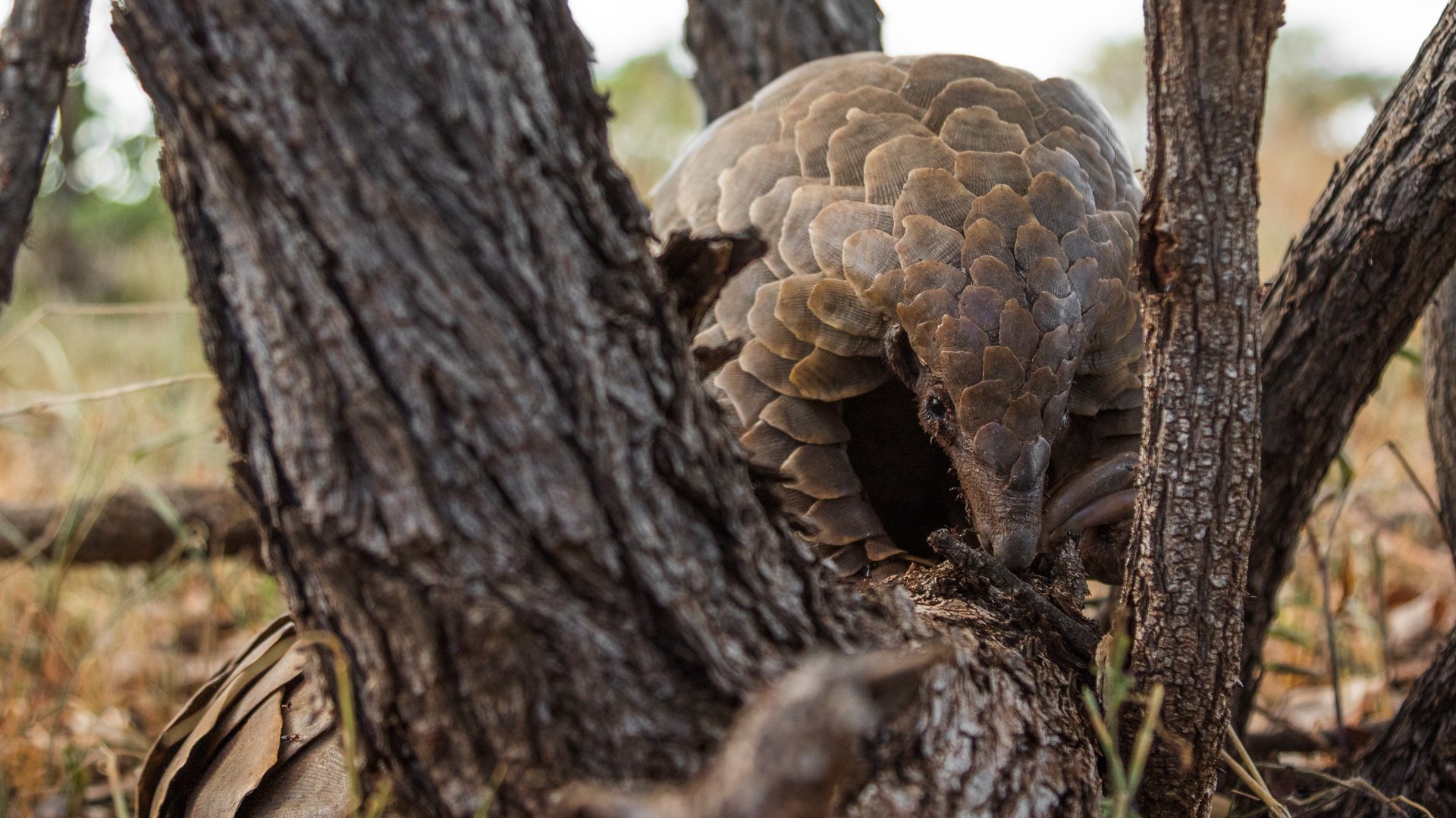 Temminck's pangolin in its natural habitat