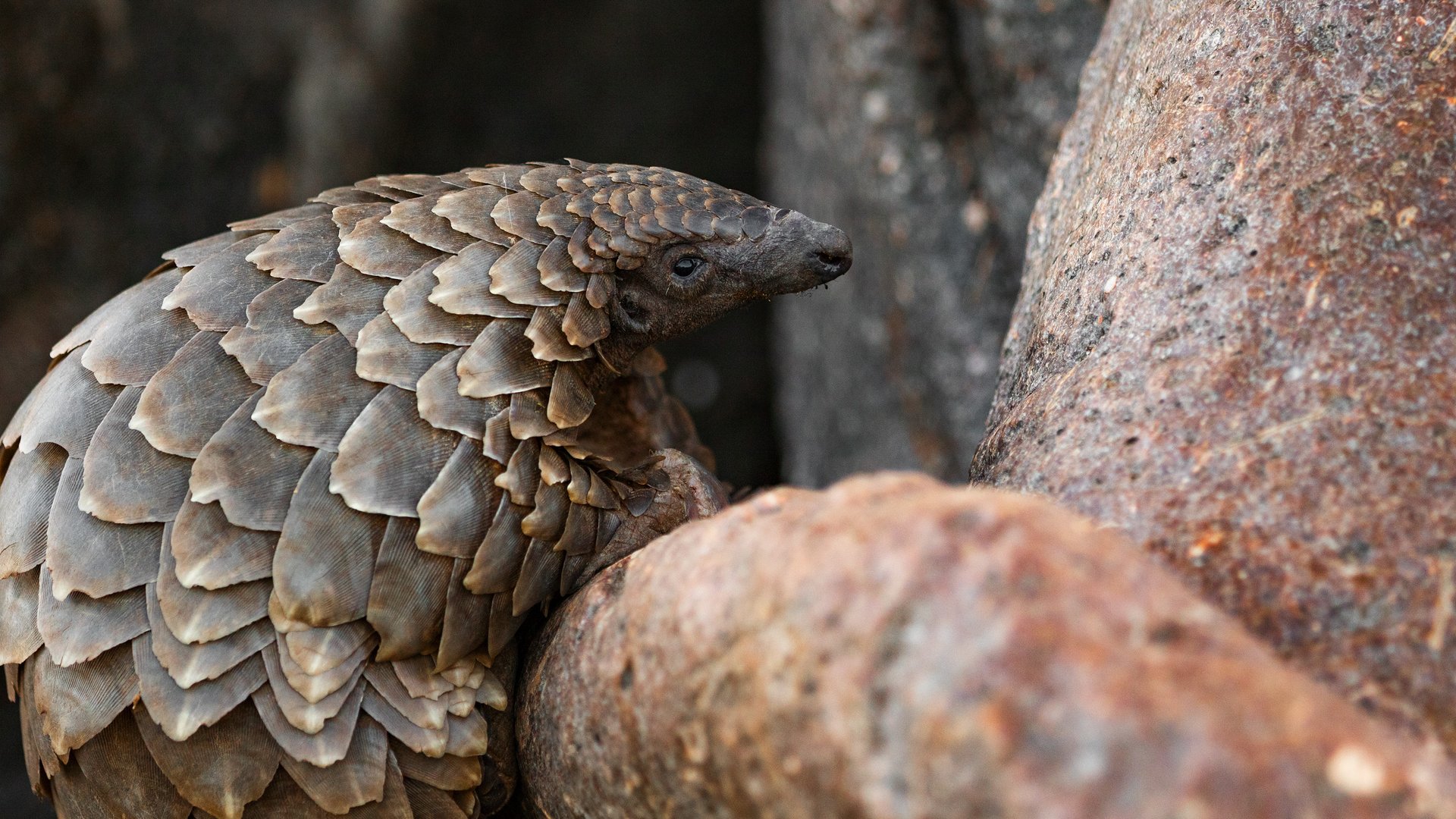 Temminck's pangolin in its natural habitat