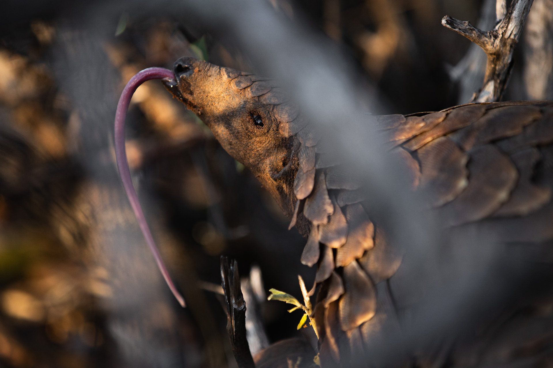 Temminck's pangolin in its natural habitat