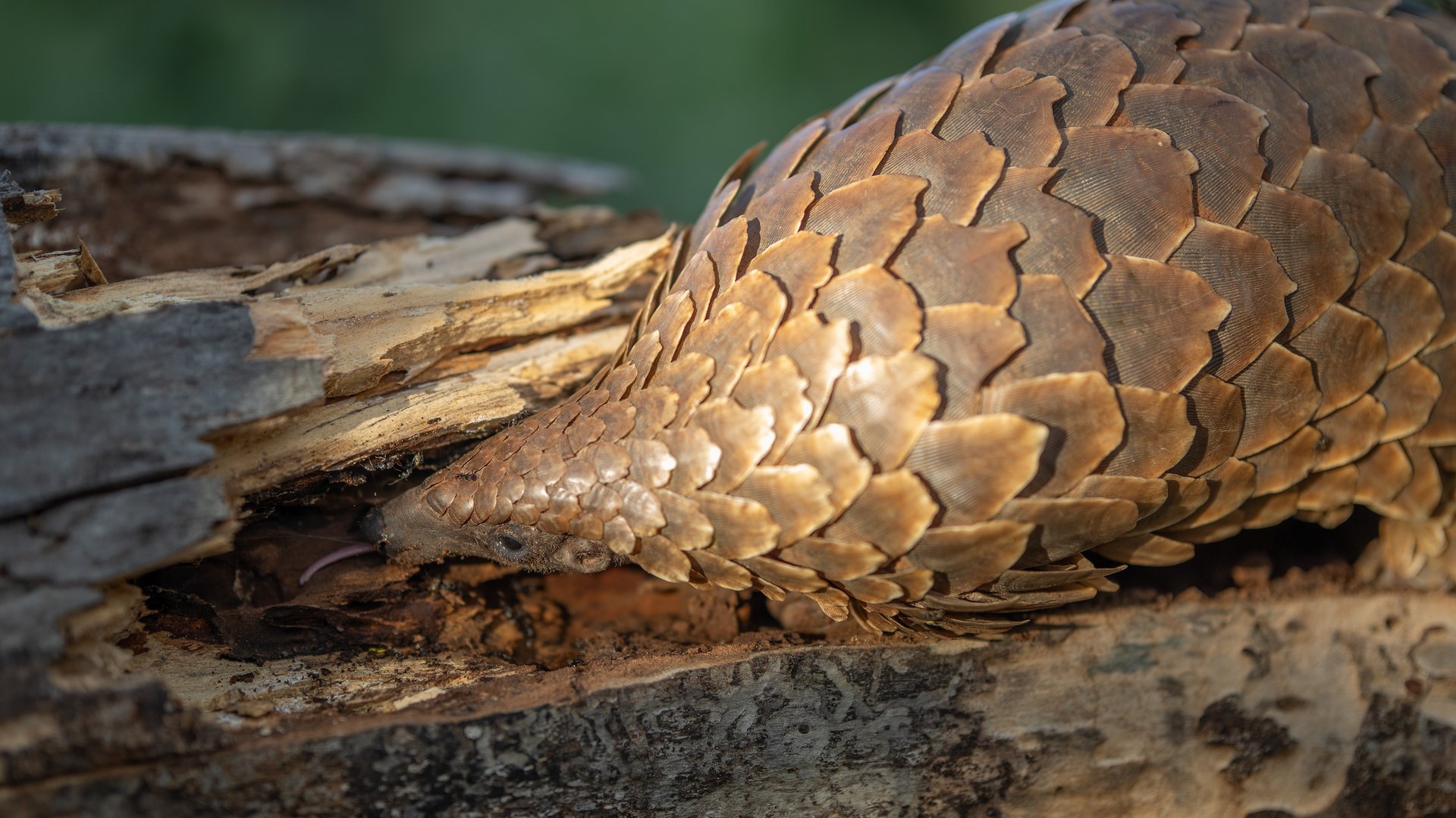 Temminck's pangolin in its natural habitat