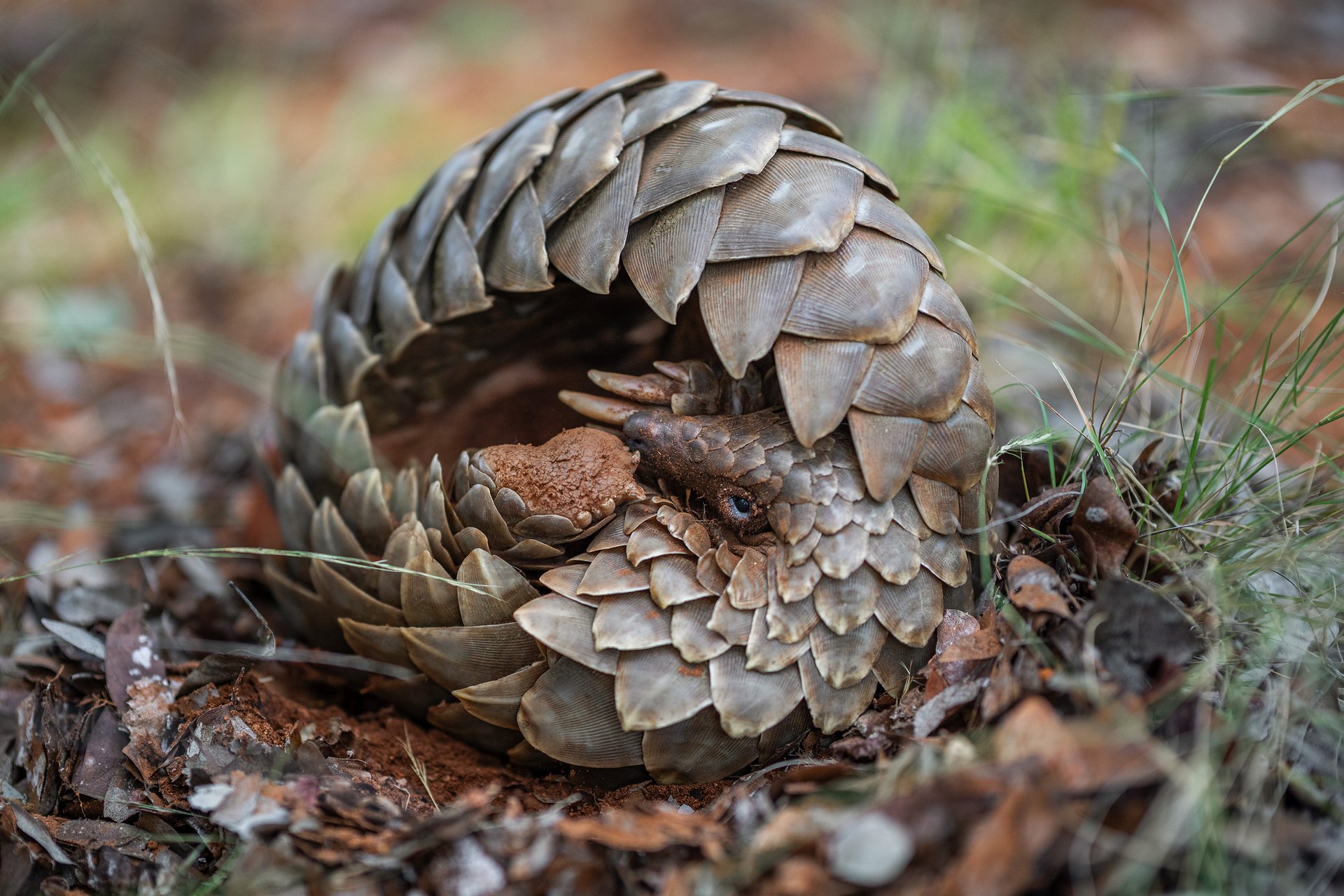 Temminck's pangolin in its natural habitat