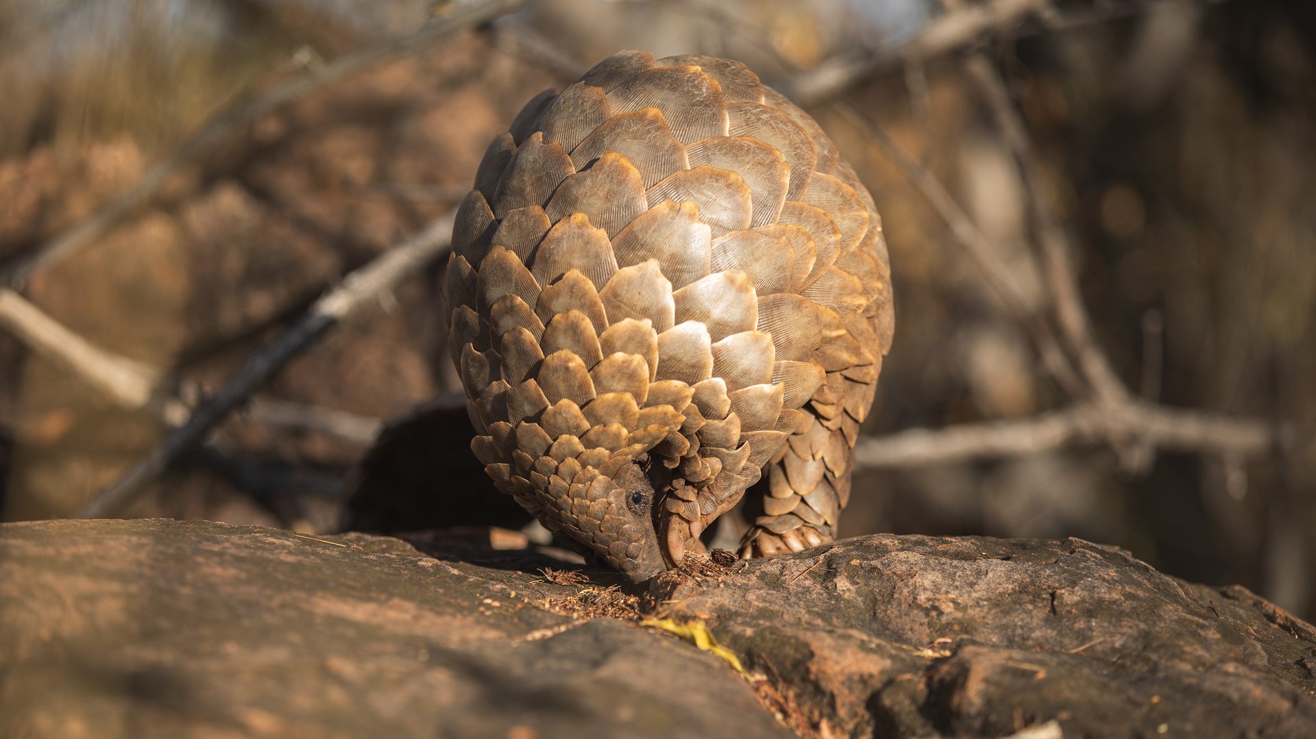 Temminck's pangolin in its natural habitat